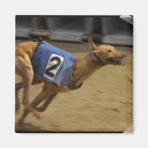 Racing Greyhound Carré Magnet