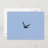 Racing Pigeon Arrivée Carte postale (Devant / Derrière)