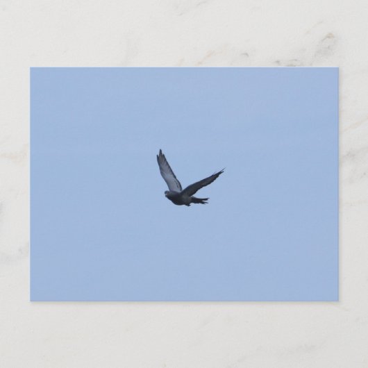 Racing Pigeon Arrivée Carte postale (Devant)