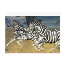 Racing Stripes - Zebra Briefkaart