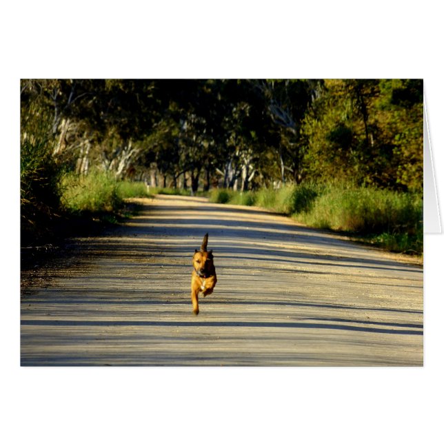 Racing-toi ! (Devant horizontal)