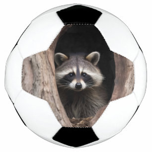 Racon dans la grotte des arbres