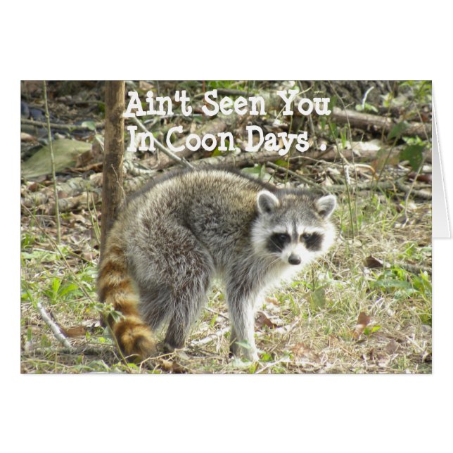 Racoon (Voorkant Horizontaal)