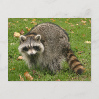 Racoon Briefkaart