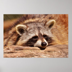 Racoon Poster