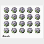 Racoon Stickers (Vel)