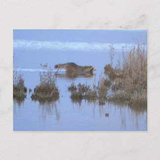 Racoon Swimming Photo Postcard Briefkaart