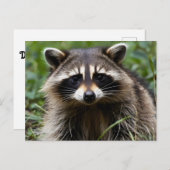 Racoon uitziend briefkaart (Voorkant / Achterkant)