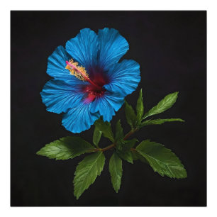 Radiant Blue: Hibiscus bloem op zwart Foto Afdruk