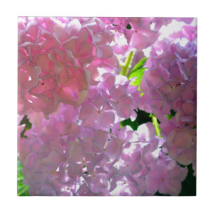 Radiant Roze hydrangeas, roze bloemen roze bloemen Tegeltje