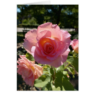 Radiant Roze Thee Roos Blank Kaart