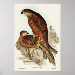 Radiated Goshawk van Elizabeth Gould Poster