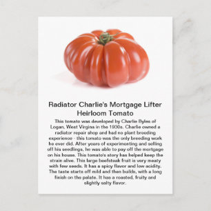 Radiator Charlie - Mortgage Lifter Heirloom Tomato Briefkaart
