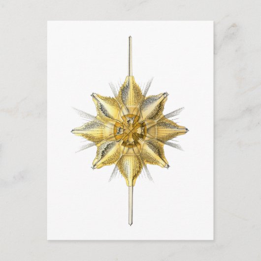 Radiolarian Briefkaart (Voorkant)