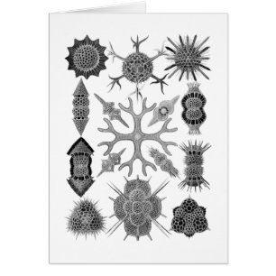 Radiolarians - protozoaires amiboïdes