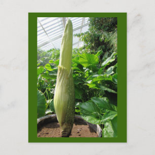 Rafflesia arnoldii briefkaart