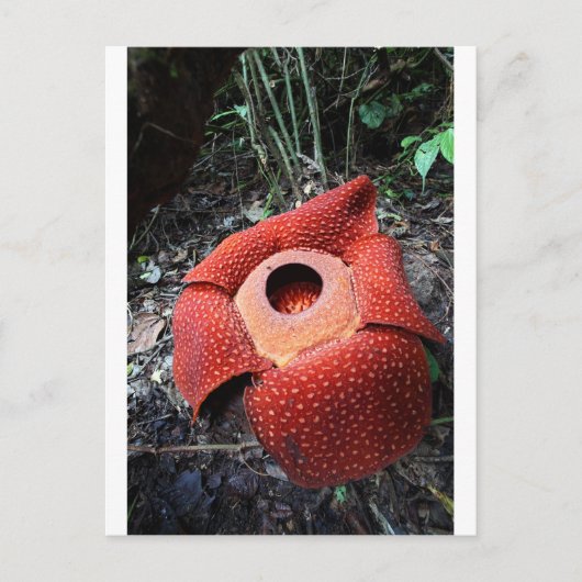 Rafflesia parasitic flower briefkaart (Voorkant)