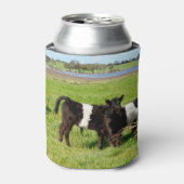 Rafraîchisseur Pour Canette Bébé Belted Vaches Galloway Dans Le Pays, (Can devant)