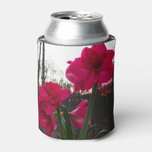 Rafraîchisseur Pour Canette Red Amaryllis et le lever du soleil d'hiver