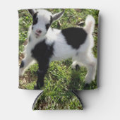 Rafraîchisseur Pour Canette Sassy Black and White Nigerian Nwarf Goat Kid (Devant)