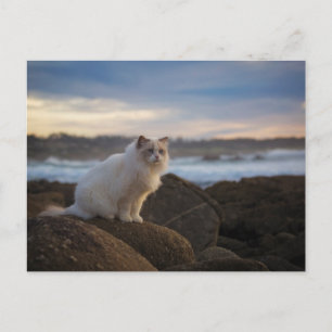 Ragdolkat bij het strand briefkaart