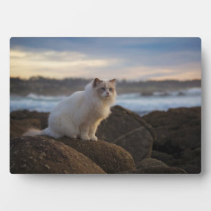 Ragdolkat bij het strand fotoplaat