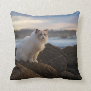 Ragdolkat bij het strand kussen