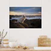 Ragdolkat bij het strand poster (Keuken)