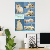 Ragdoll baby poster (Thuiskantoor)