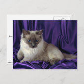 Ragdoll, blauw punt briefkaart (Voorkant / Achterkant)