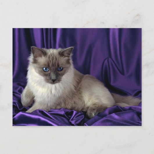 Ragdoll, blauw punt briefkaart (Voorkant)