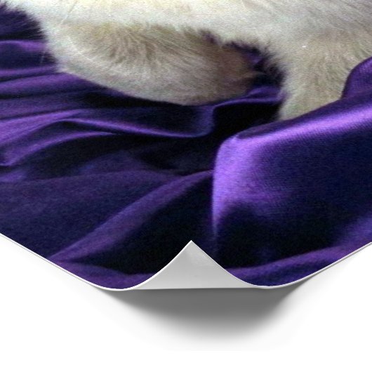 Ragdoll, blauw punt poster (Hoek)