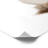 Ragdoll Cat Art Poster (Hoek)