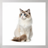 Ragdoll Cat Art Poster (Voorkant)