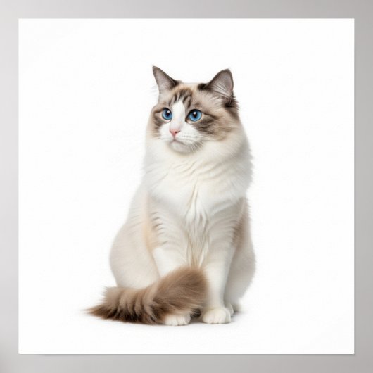 Ragdoll Cat Art Poster (Voorkant)