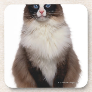 Ragdoll Cat Bier Onderzetter