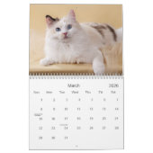 Ragdoll Cat Calendar Kalender (Mar 2026)