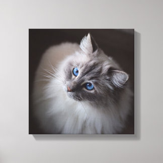 Ragdoll Cat Canvas - Millie's Blue Eyes