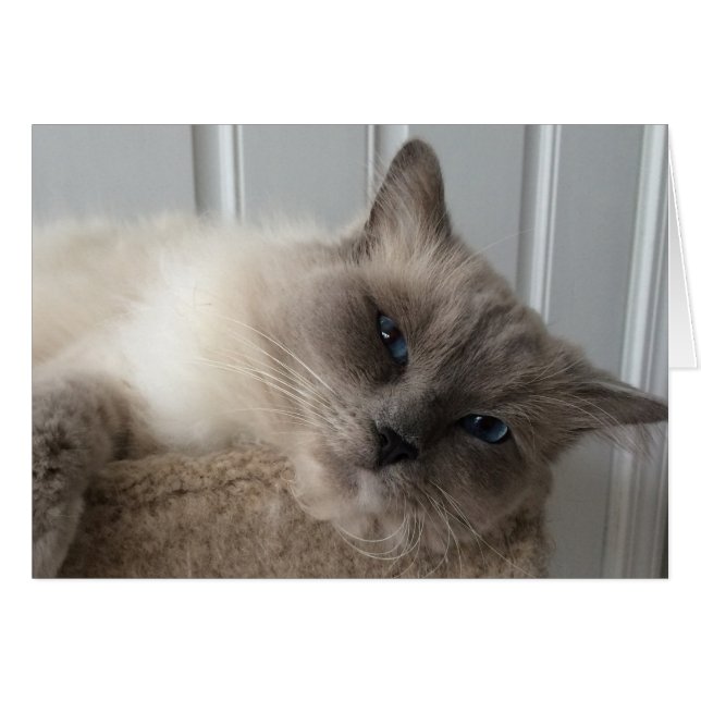 Ragdoll Cat, Card (Voorkant Horizontaal)
