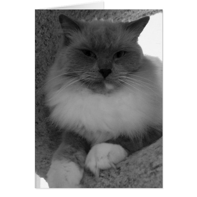 Ragdoll Cat, Card (Voorkant)