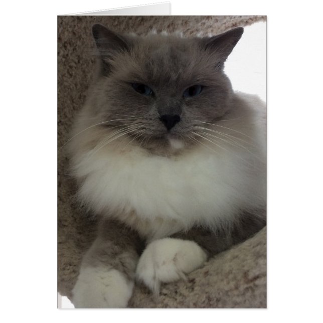 Ragdoll Cat, Card (Voorkant)
