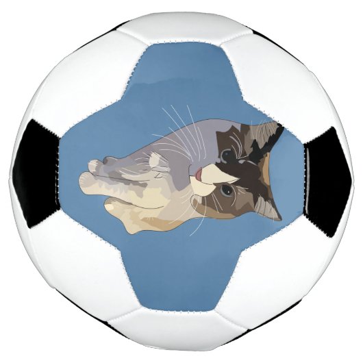 Ragdoll cat, Dusty Blue (Tourné)