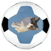 Ragdoll cat, Dusty Blue Voetbal (Gedraaid)