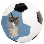 Ragdoll cat, Dusty Blue Voetbal (Drie kwart)