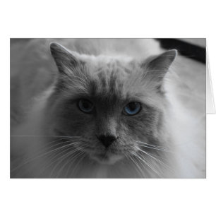 Ragdoll Cat / geïsoleerde kleur