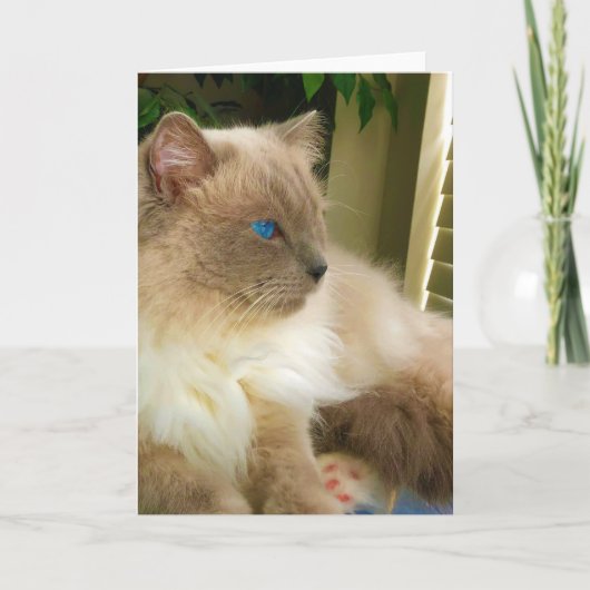 Ragdoll Cat Kaart (Voorkant)