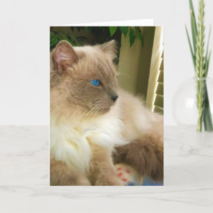 Ragdoll Cat Kaart