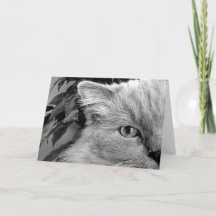 Ragdoll Cat, kaart