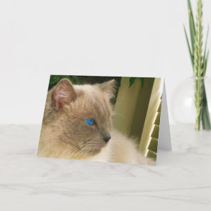 Ragdoll Cat Kaart