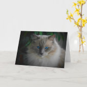 Ragdoll Cat Kaart (Gele Bloem)